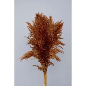 PAMPAS MARRON 10 PCS 80-110 H CM.