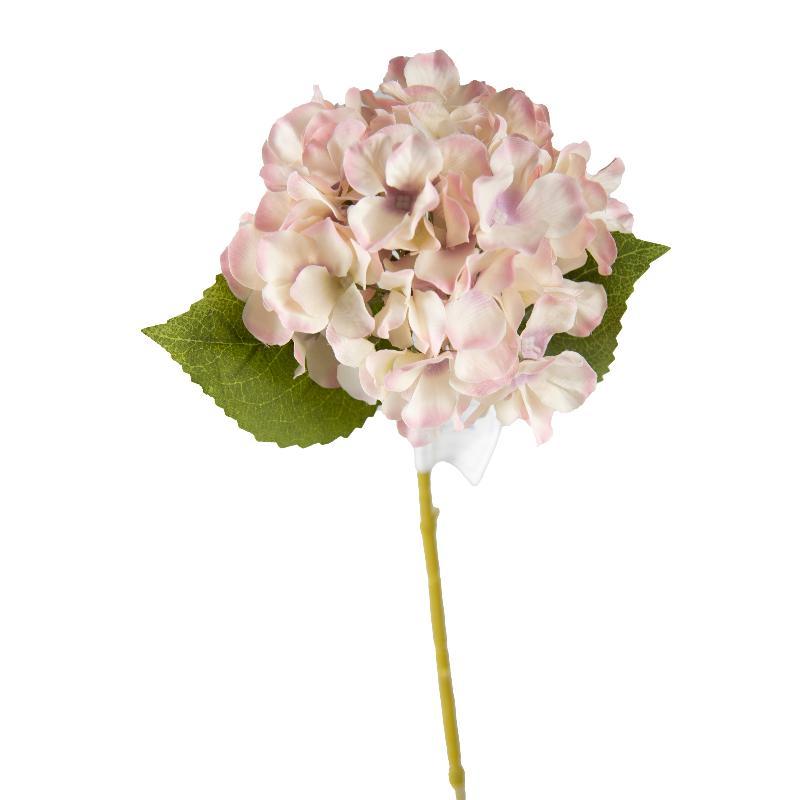 HORTENSIA ROSA