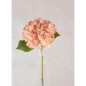 HORTENSIA NARANJA