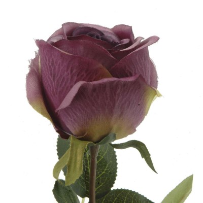 ROSA PURPURA                                      