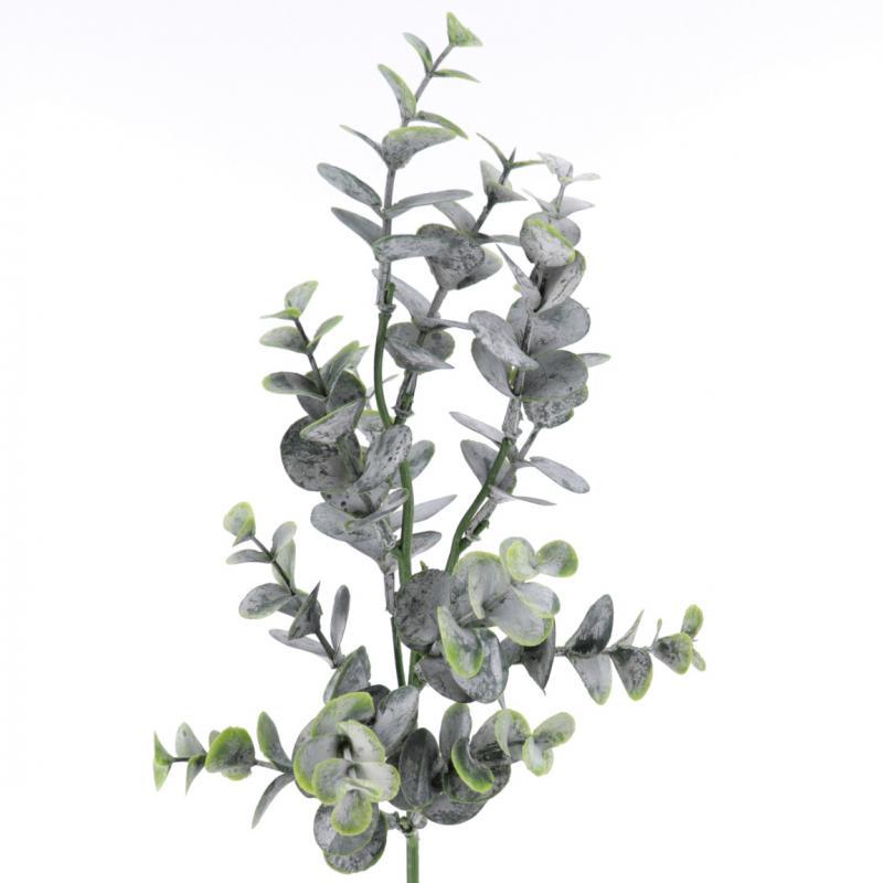 EUCALYPTUS VERDE