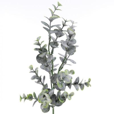 EUCALYPTUS VERDE