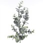 EUCALYPTUS VERDE