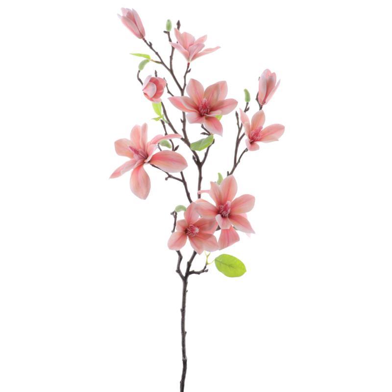 MAGNOLIA STELLATA T.N CORAL