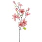 MAGNOLIA STELLATA T.N CORAL