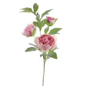 PEONIA X3 MALVA