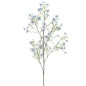 ARENARIA MONTANA AZUL