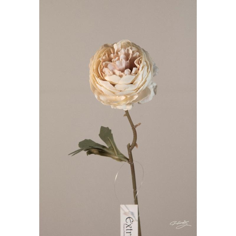 MINI PEONIA ROSA