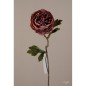MINI PEONIA BURDEOS