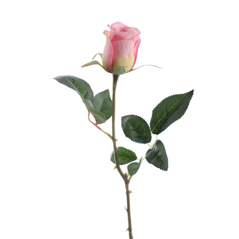 CAPULLO ROSA
