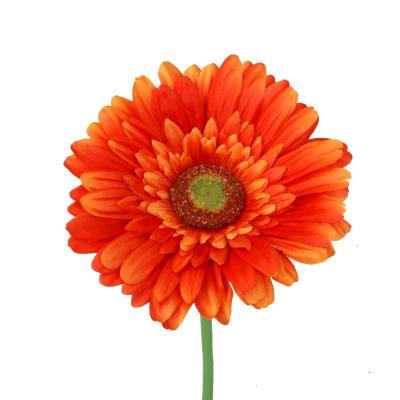 GERBERA NARANJA