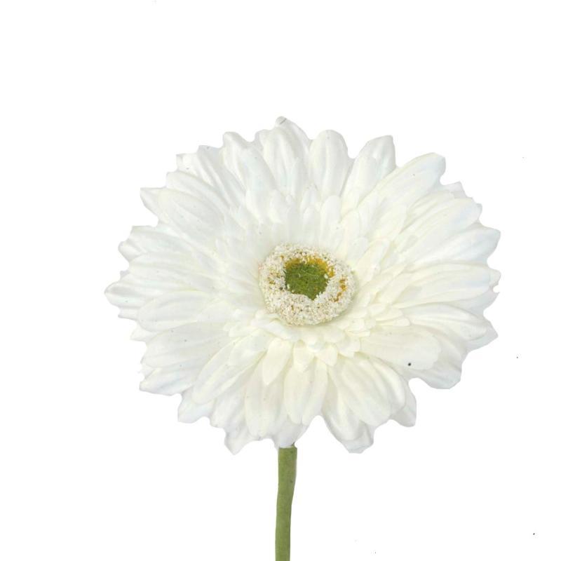 GERBERA CREMA