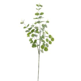 EUCALYPTUS VERDE