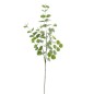 EUCALYPTUS VERDE