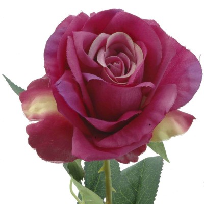 ROSA 64 CMS FUCSIA                                
