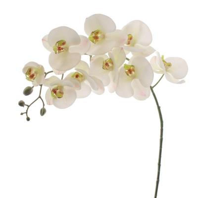 PHALENOPSIS BLANCO VERDE
