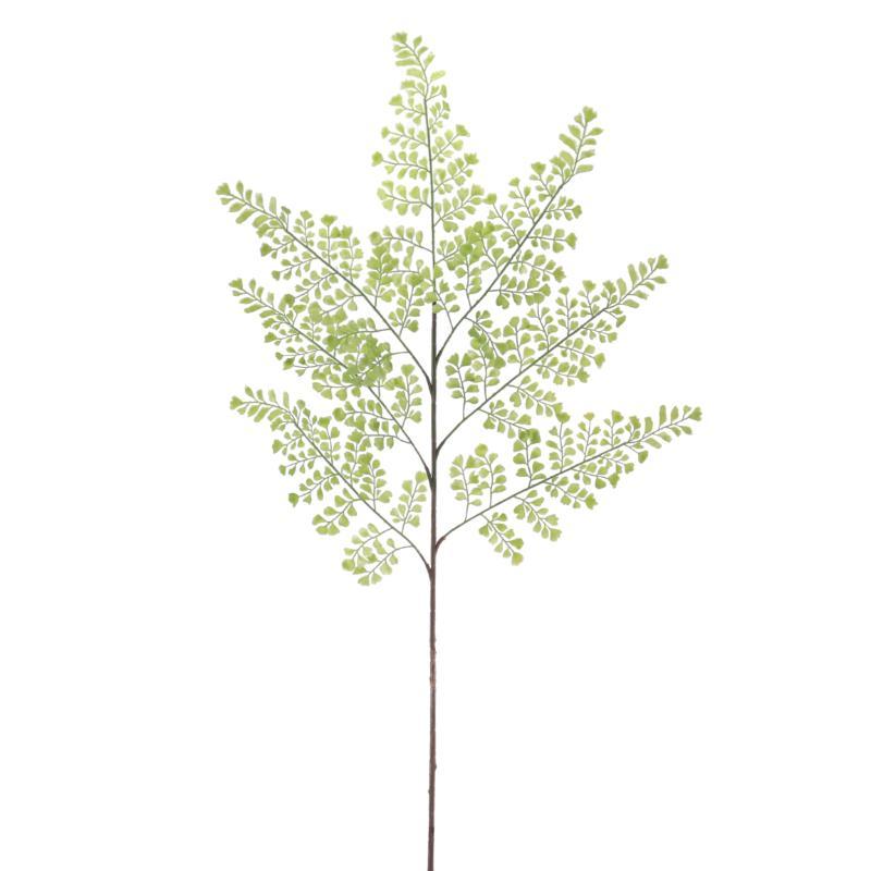 CYRTOMIUM VERDE