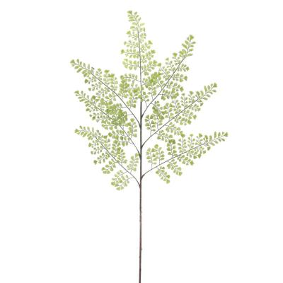 CYRTOMIUM VERDE