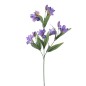 IRIS AZUL