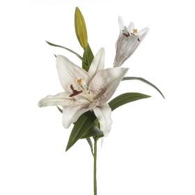VARA LILIUM CASABLANCA CREMA