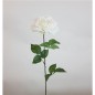 ROSA X 1 70 X 14 CM CREMA