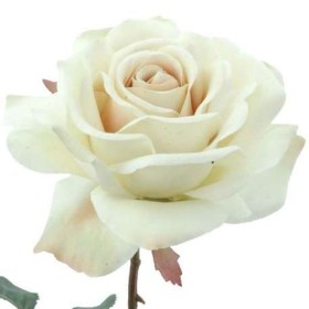ROSA COLECCION EUNICE CREMA                       