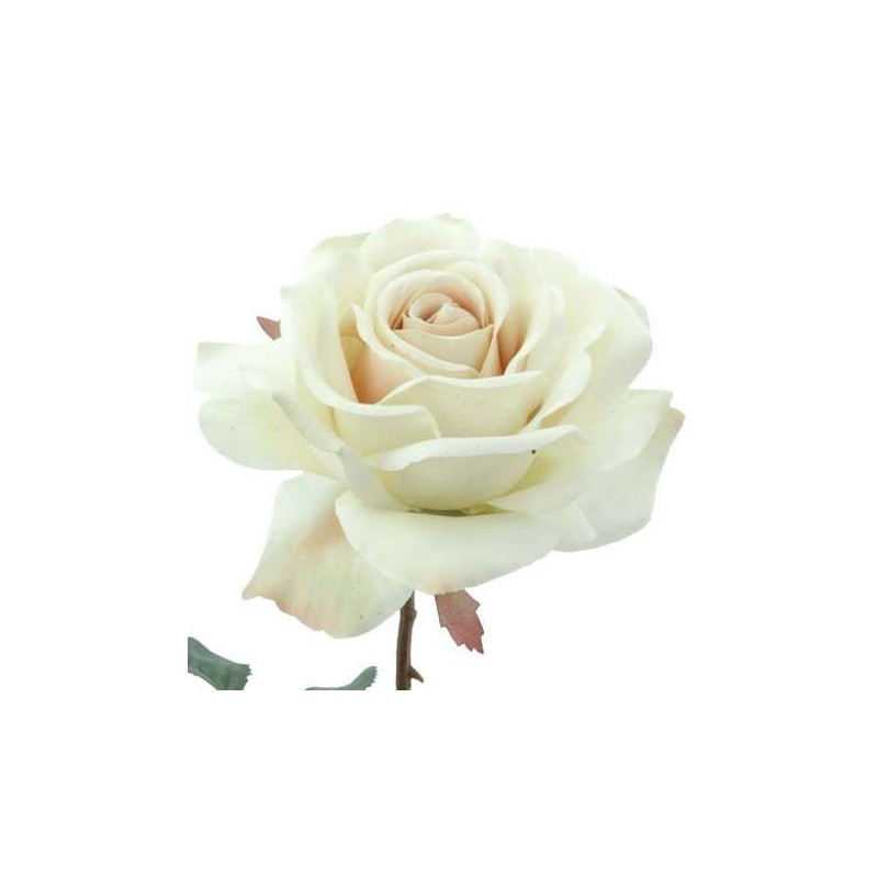 ROSA COLECCION EUNICE CREMA                       