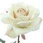 ROSA COLECCION EUNICE CREMA                       