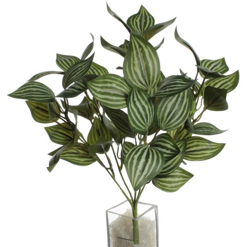 PEPEROMIA VERDE