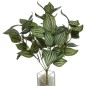 PEPEROMIA VERDE