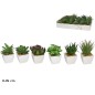 MACETA PLAST SUCULENTAS 11-15 CM