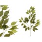 PAQ. 12 VARA HOJA FICUS X42 -63 CM VERDE LIGHT