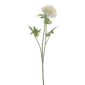 SCABIOSA BLANCO