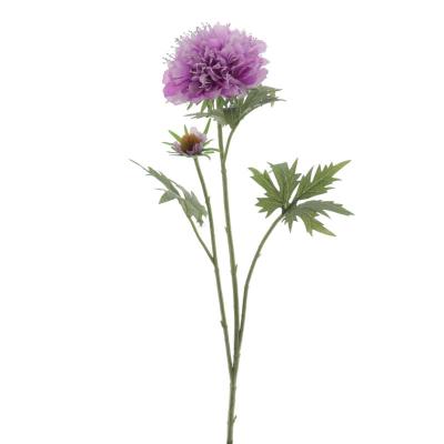SCABIOSA LILA