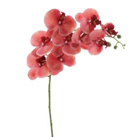 PHALENOPSIS SALMON