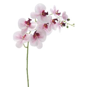 PHALENOPSIS MALVA
