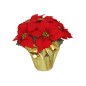 MACETA POINSETIA C/PAPEL 34 CM ROJA