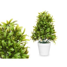 PLANTA GRANDE VERDE HOJAS FINAS MACETA