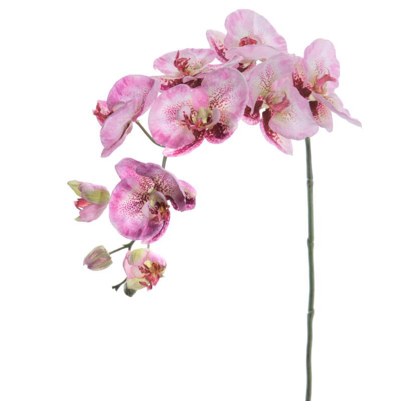 PHALENOPSIS ROSA