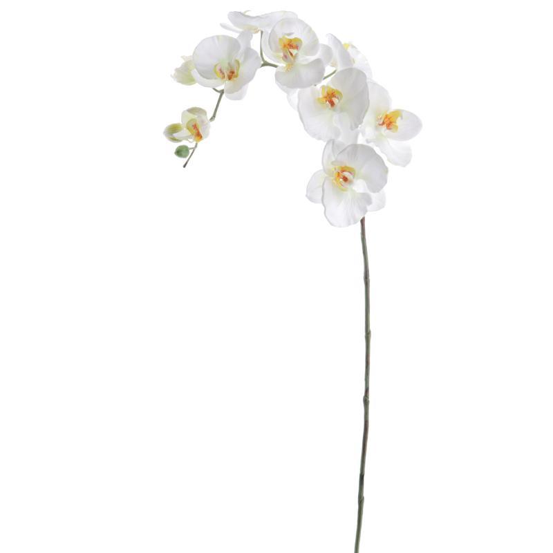 PHALENOPSIS CREMA