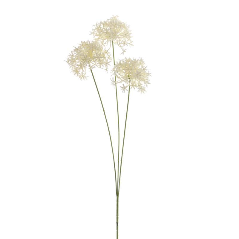 ALLIUM X3 CREMA