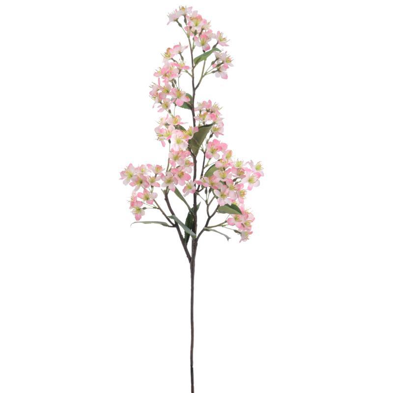 SAKURA ROSA