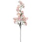 SAKURA ROSA