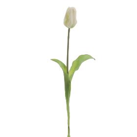 TULIPAN BLANCO