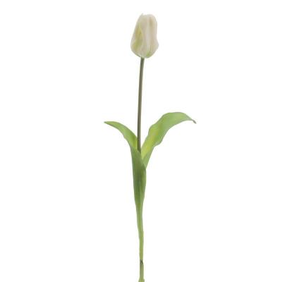 TULIPAN BLANCO