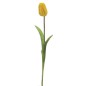 TULIPAN AMARILLO