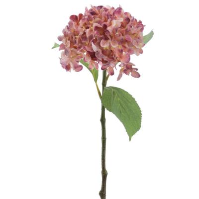 HYDRANGEA ROSA