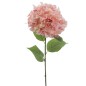 HYDRANGEA ROSA