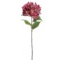 HYDRANGEA FUCSIA