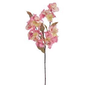 BOUGANVILLEA FUCSIA